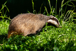 badger Meles meles-6525