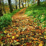 Autumn Walk