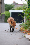 Urban Fox, Bristol _ UR077
