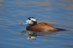White-headed Duck