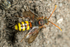 Nomada flava (f)