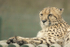 Mephisto - Cheetah at WHF
