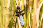 Male Broad-bodied chaser