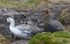 Upland geese
