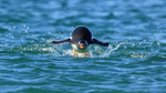 Porpoising Gentoo Penguin front view, Sea Lion Island, Falklands