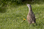 Corncrake