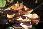 Frenchay Mushrooms  _102