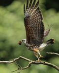 Snail Kite (immature) takes off, Panama