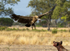 White-backed Vulture faces off Spotted Hyena