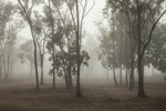 Mist through the gums at Drysdale Northern Territory