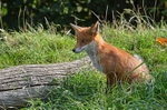 Red Fox