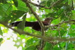 Squirrel Cuckoo portfolio