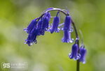 Bluebell