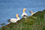 Gannets