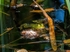 Edible Frog