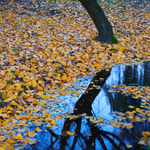 Autumn gold