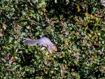 Grey Squirrel