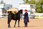 Class 205 - IH Show Pony - Show Hunter Pony portfolio