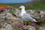 Herring Gull