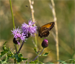 Large Heath