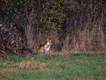 Red Fox