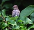 Juv Spotted Flycatcher
