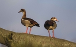 Egyptian Geese