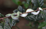 Pit Viper