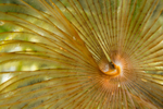 Sabella pavonina