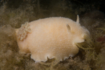 Archidoris pseudoargus