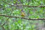Greenfinch