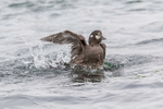 Harlequin Duck  (f)