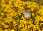 Willow Warbler - Phylloscopus trochilus