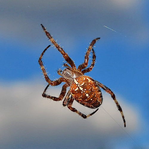 A European Garden Spider surfing her net.