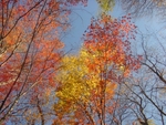 Fall Colors Tennessee