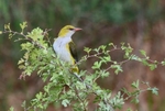 Golden Oriole