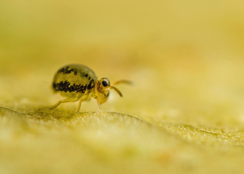 On the underside of a fallen leaf. Warwickshire, October 2013.