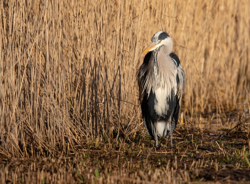 Grey Heron - Leighton Moss RSPB - Lancashire