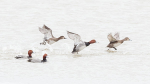 REDHEAD DUCKS, INNER BAY - LONG POINT