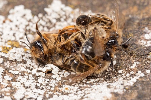 [i]Andrena flavipes[/i] mating group. Cubbington churchyard, Warwickshire. 02/04/2012.