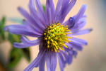 Flowers Set 10 - 02