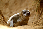 Moulting Grey Seal Pup