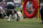 Tendring Agility Group- St Osyth Summer Fete portfolio