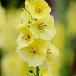 Verbascum