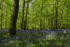 Bluebell Glade 2