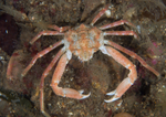 Hyas coarctatus