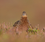 Red Grouse (f) - Lagopus lagopus