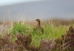 Red Grouse