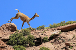 Vicuna running along ridge, Chile