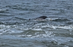 Bottlenose Dolphin